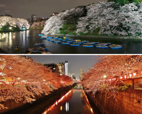 Comapring Chidorigafuchi and Meguro River Cherry blossoms