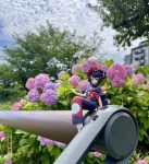 Capturing Magic:Anime Figure Photography at Sumida River, Asakusa, Amidst Hydrangea Blossoms